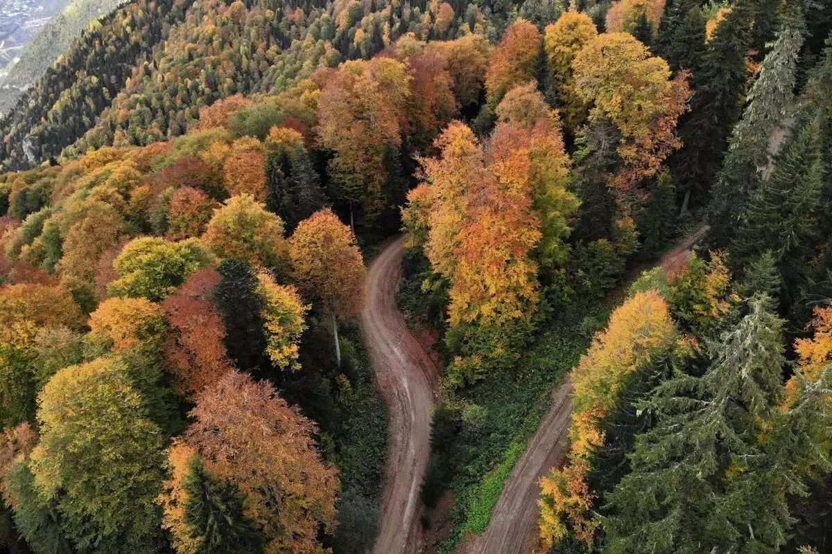 Kürtün Örümcek Ormanları